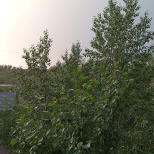 Ребёнок выпал из окна пятого этажа